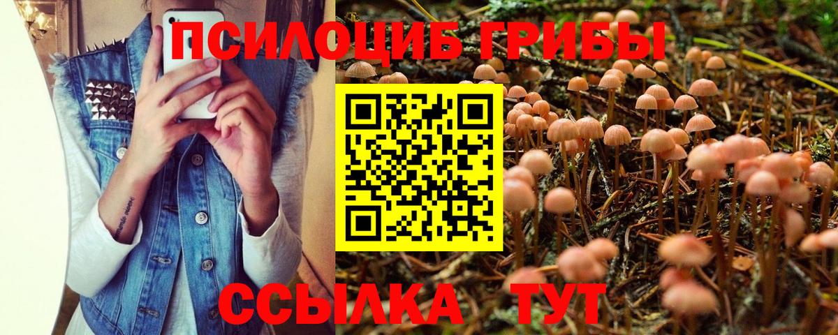 Галлюциногенные грибы Psilocybe  Вход с VPN  Находка 
